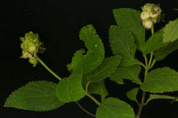 Image of Lantana hirta Graham