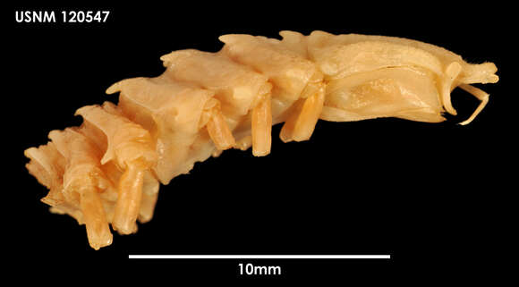 Image of Sursumura argentica (George & Menzies 1968)