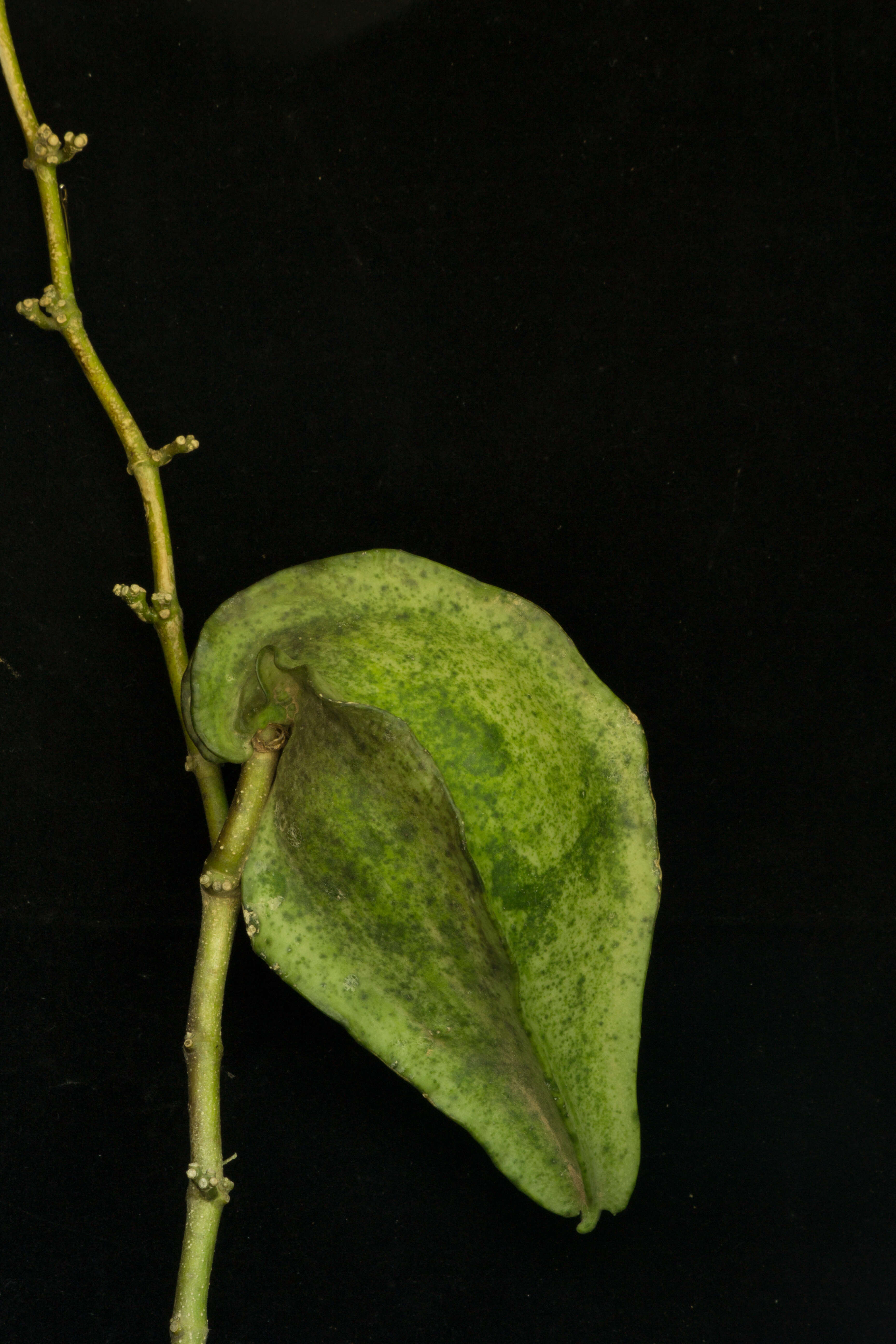 Image of Macroscepis diademata (Ker-Gawl.) W. D. Stevens
