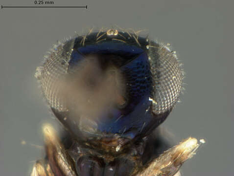 Image of Horismenus microgaster (Ashmead 1888)