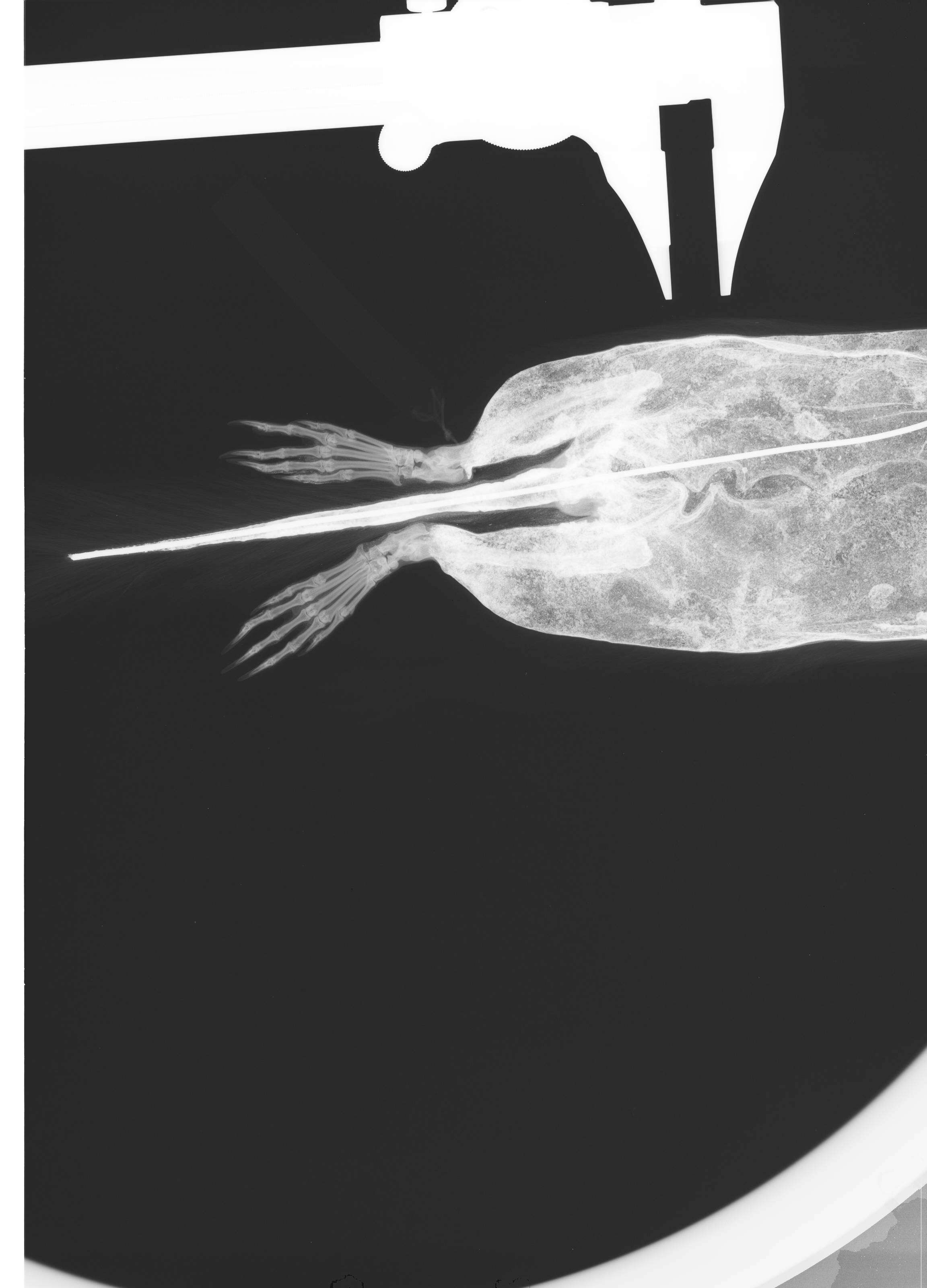 Image of Urocitellus columbianus columbianus (Ord 1815)