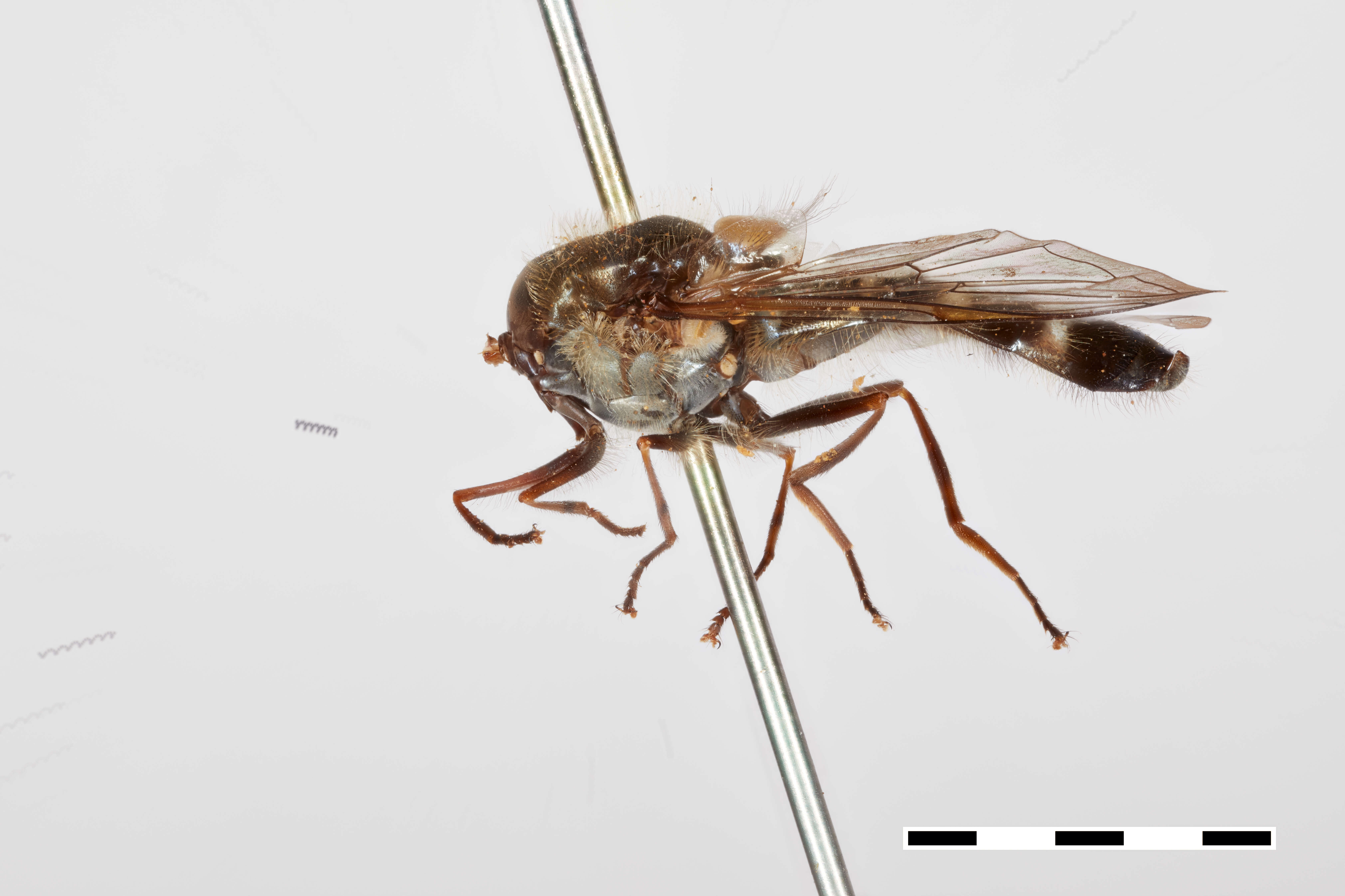 Image of Betasyrphus fletcheri Ghorpade 1994