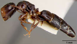 Plancia ëd Camponotus papago Creighton 1953