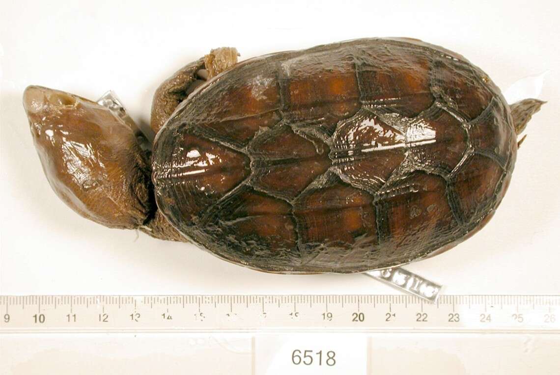 Image of narrow-bridged musk turtle