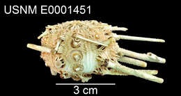 Image of Goniocidaris (Cyrtocidaris) tenuispina major Mortensen 1927