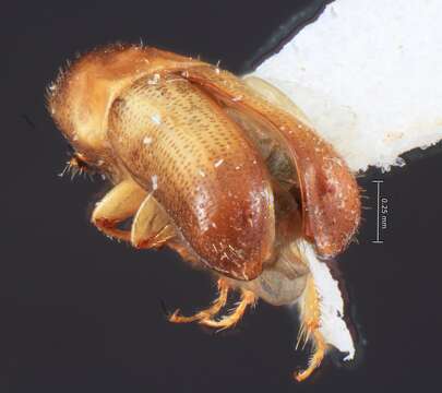 Image of Gnathotrupes bituberculatus Wood 1973