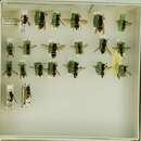 Ancistrocerus scoticus (Curtis 1826) resmi