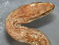 Image of Argentina Mousehole Snake