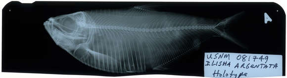 Image of American coastal pellona
