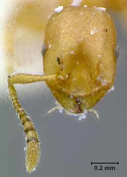 Image of Leptothorax Mayr 1855