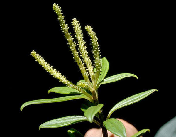 Image of Single-Nerve Peperomia