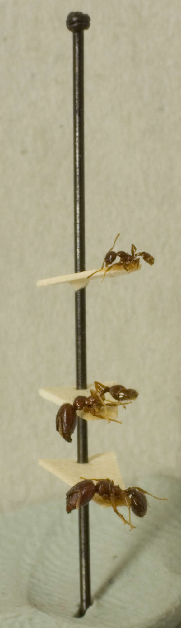 Image of Pheidole walkeri Mann 1922