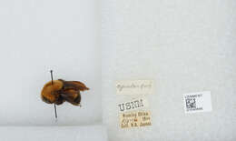 Image of Bombus opulentus Smith 1861