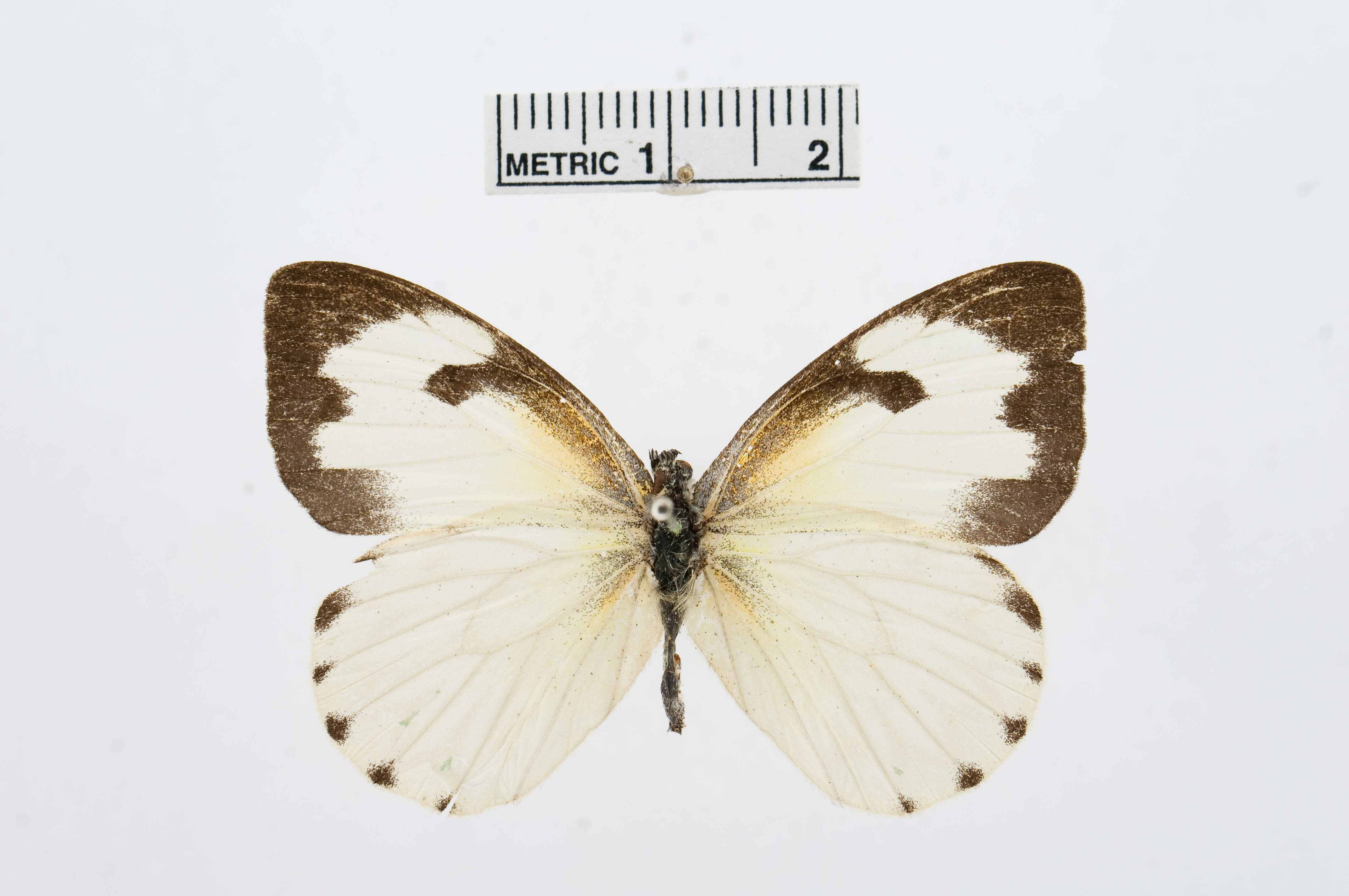 Image of Belenois victoria Dixey 1915