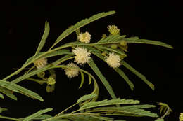 Image of <i>Mimosa acantholoba</i> var. <i>eurycarpa</i>