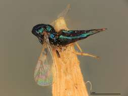 Image of Baryscapus repulsus (Girault 1917)