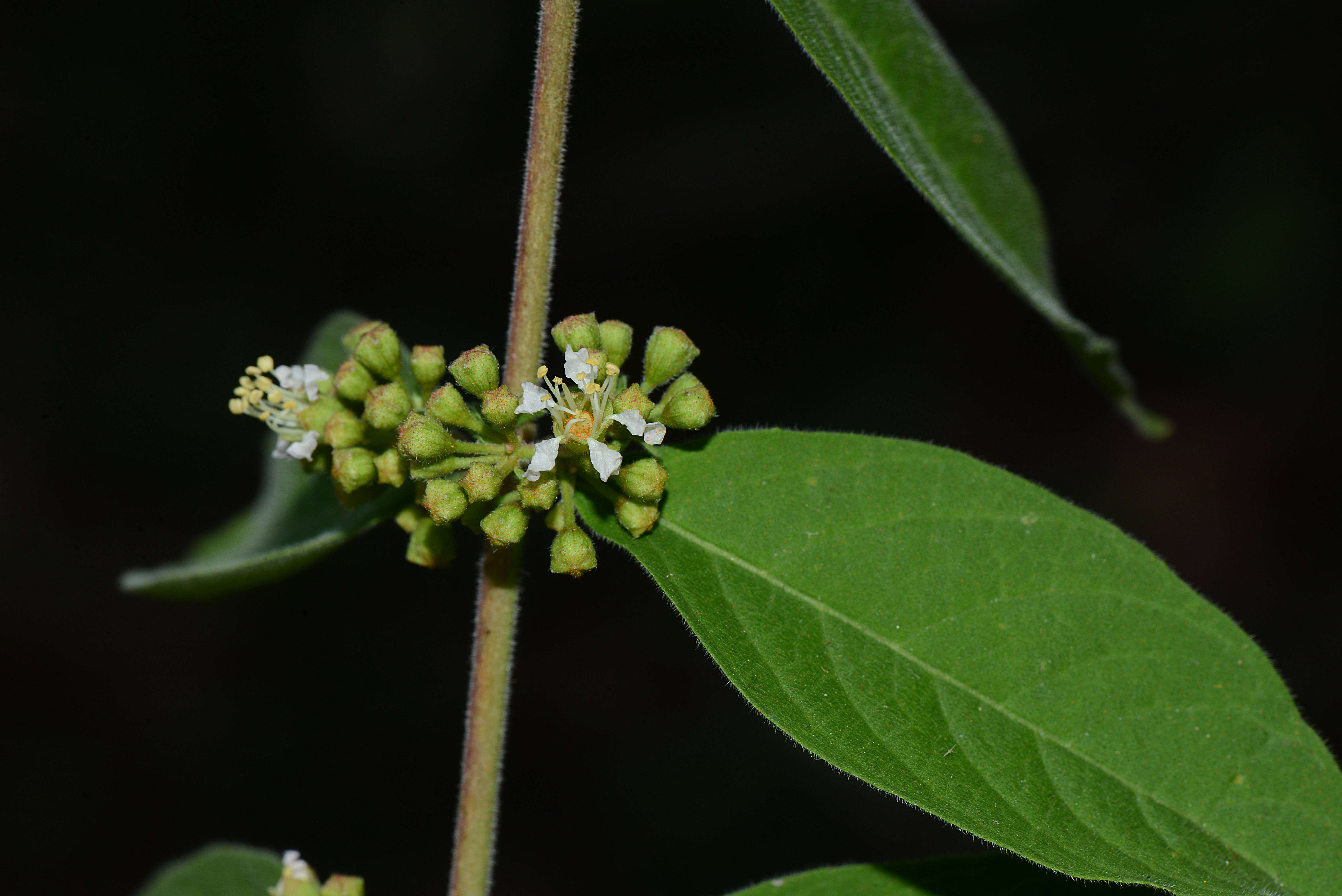 Image of Adenaria Kunth