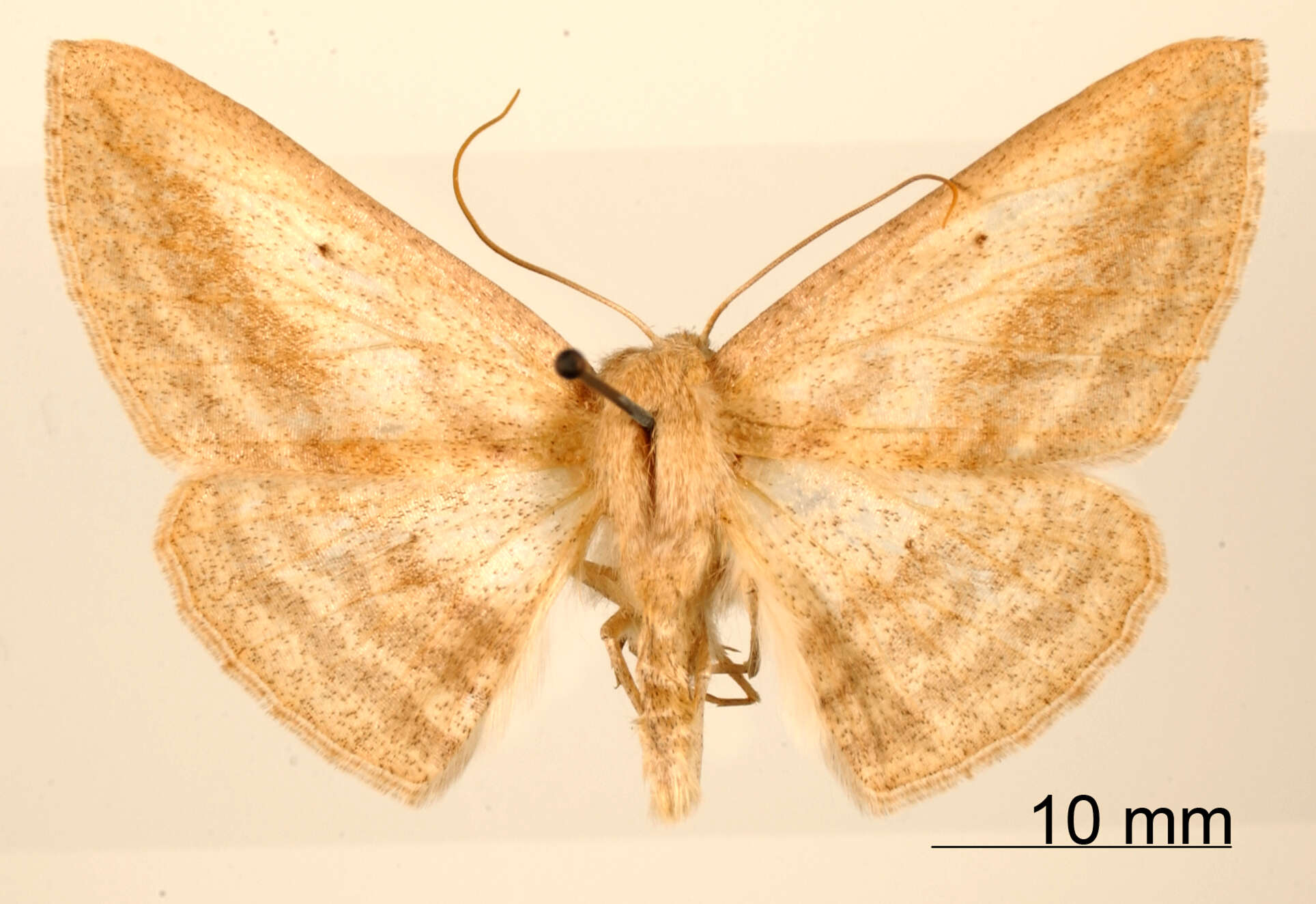 Image of Certima triumbrata Dognin 1913