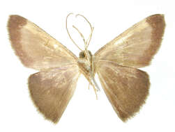 Image of Hemiphricta