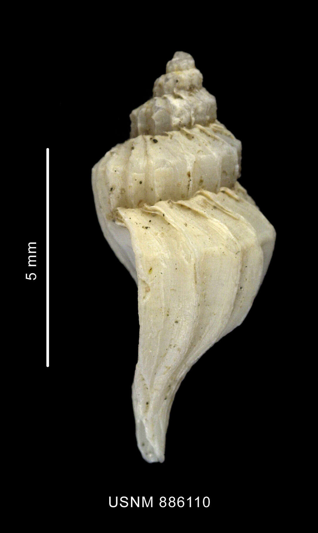 Sivun Enixotrophon macquariensis (Powell 1957) kuva