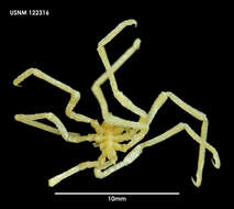 Austroraptus juvenilis Calman 1915的圖片