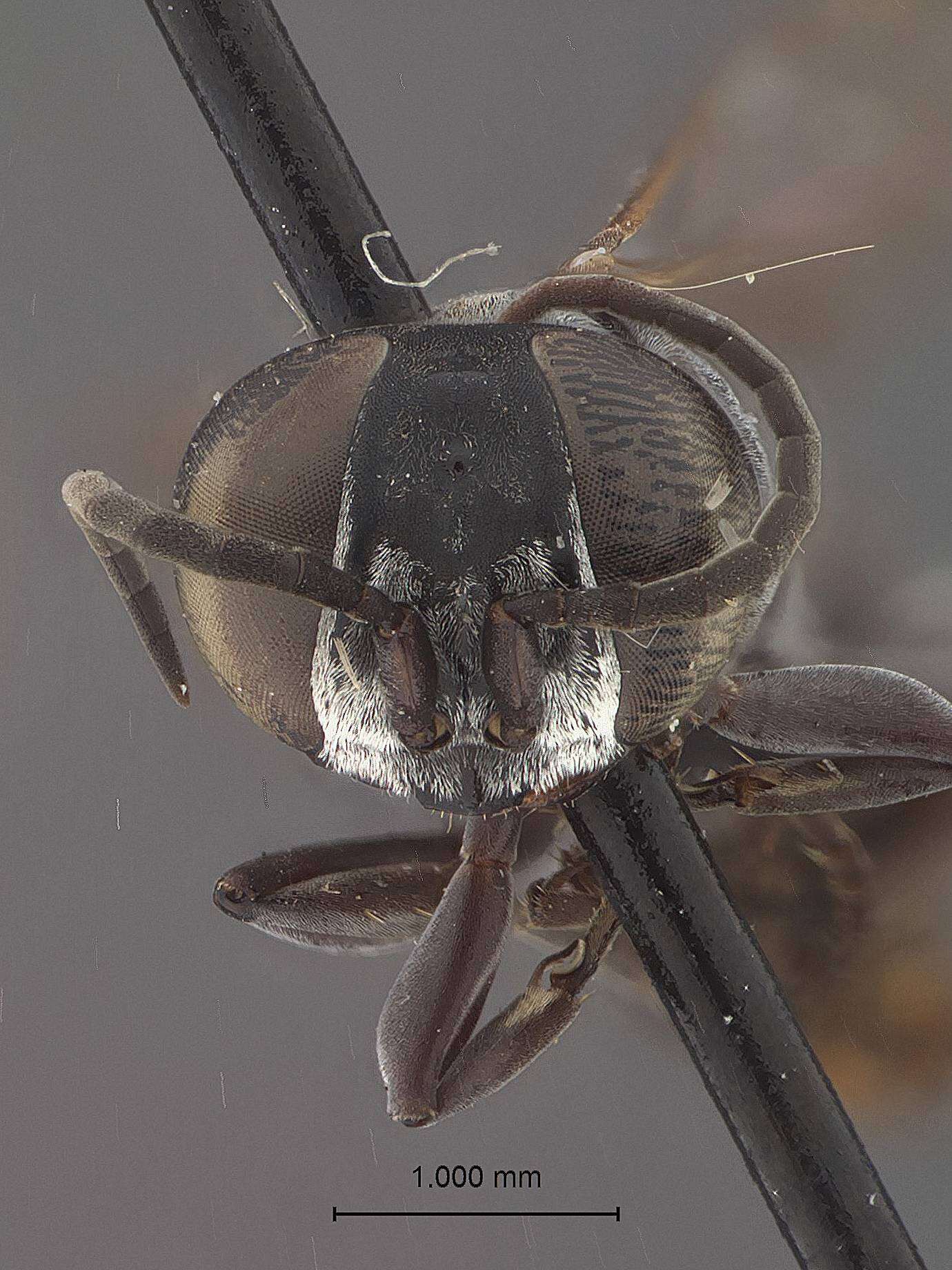 Image of Liris similis Krombein & Shanks Gingras 1984