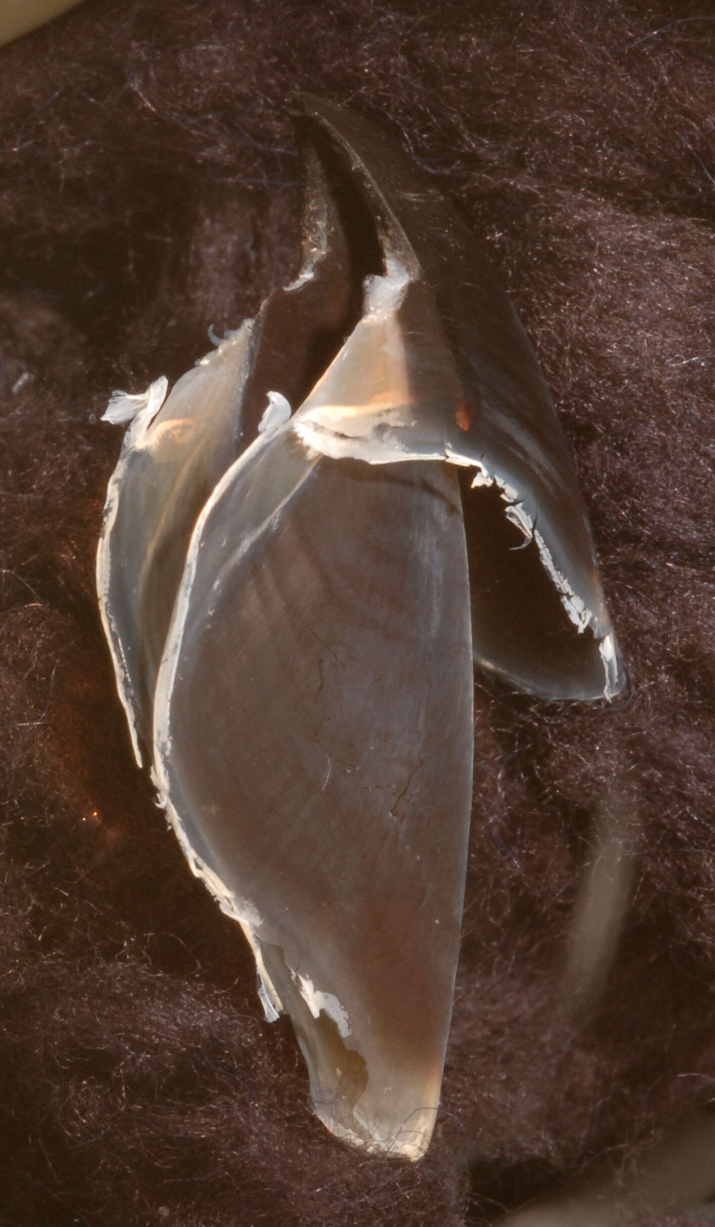 Image of pink scaled squid