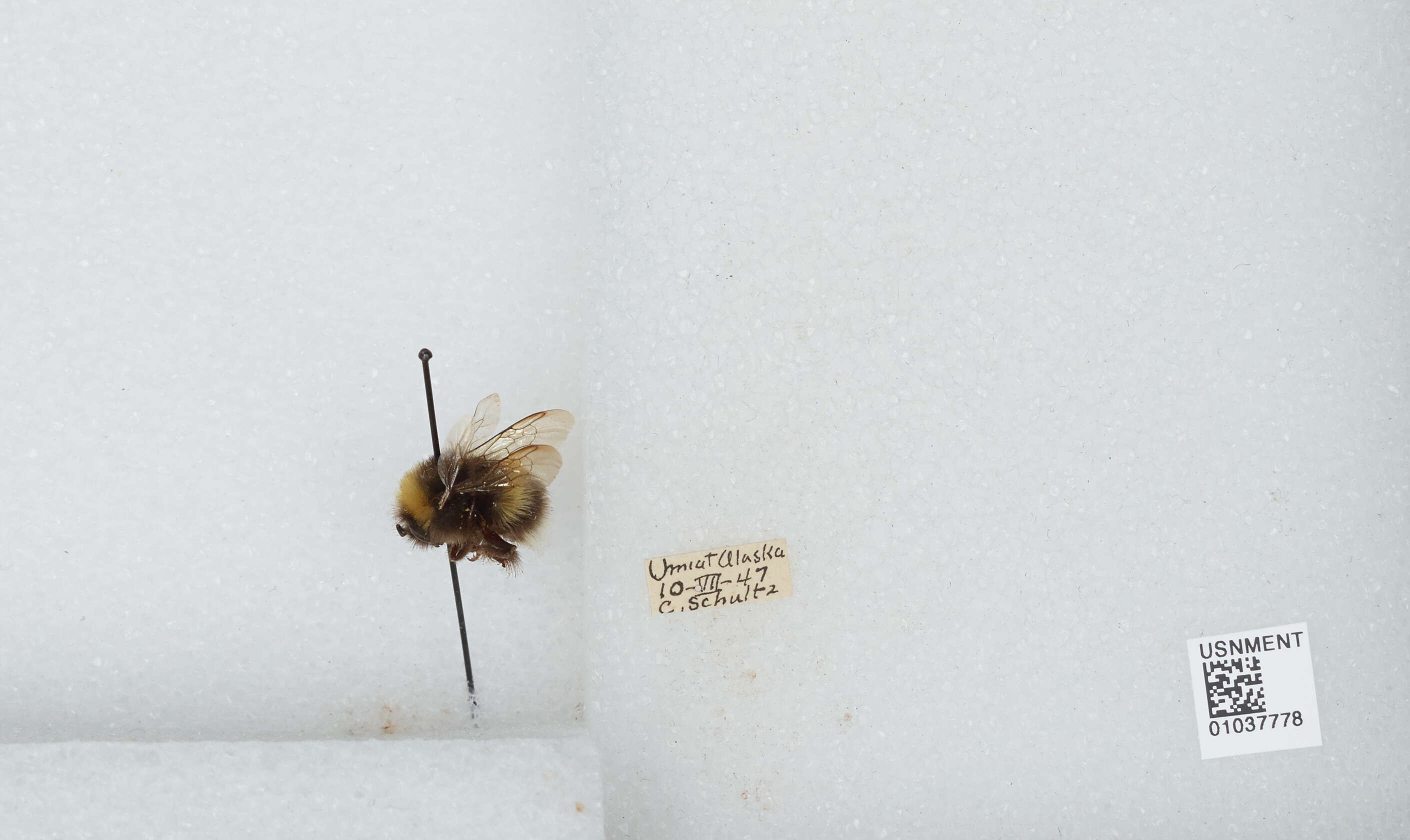 Image of Bombus patagiatus Nylander 1848