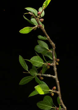 Image de Bursera schlechtendalii Engl.