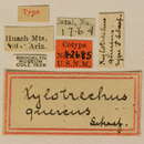 Image of Xylotrechus quercus Schaeffer 1905