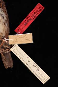 Image of Mexican Song Sparrow