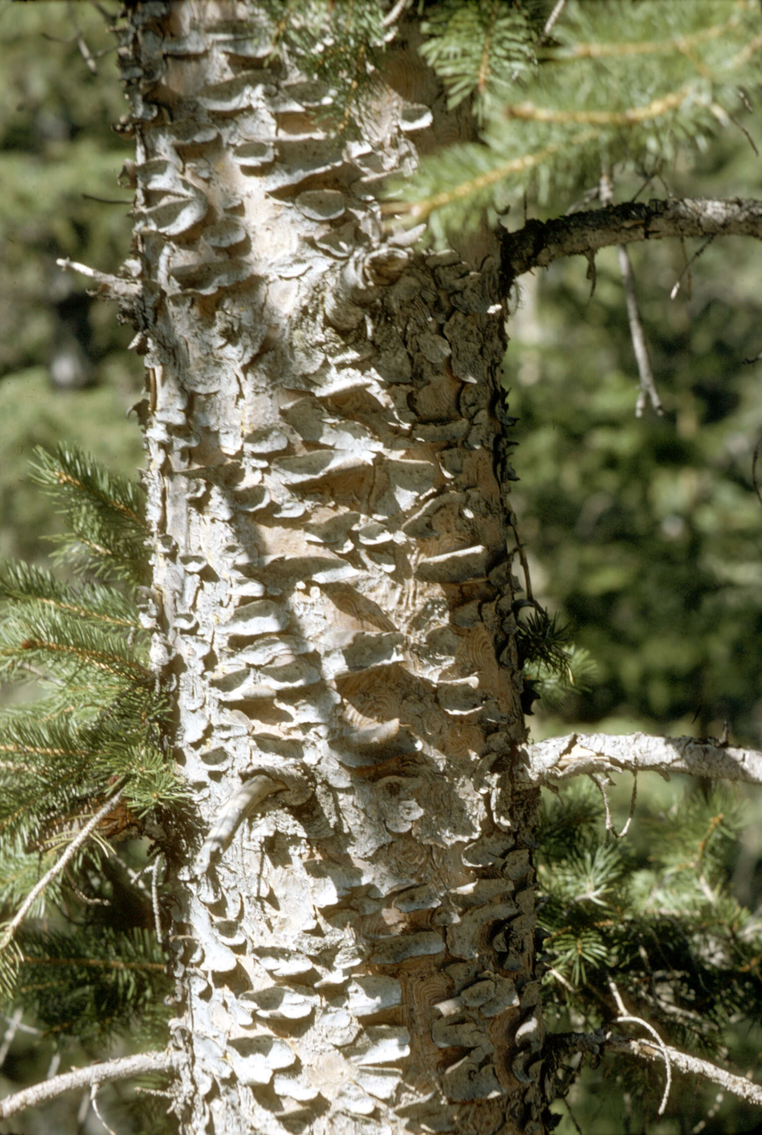 Image of Engelmann Spruce