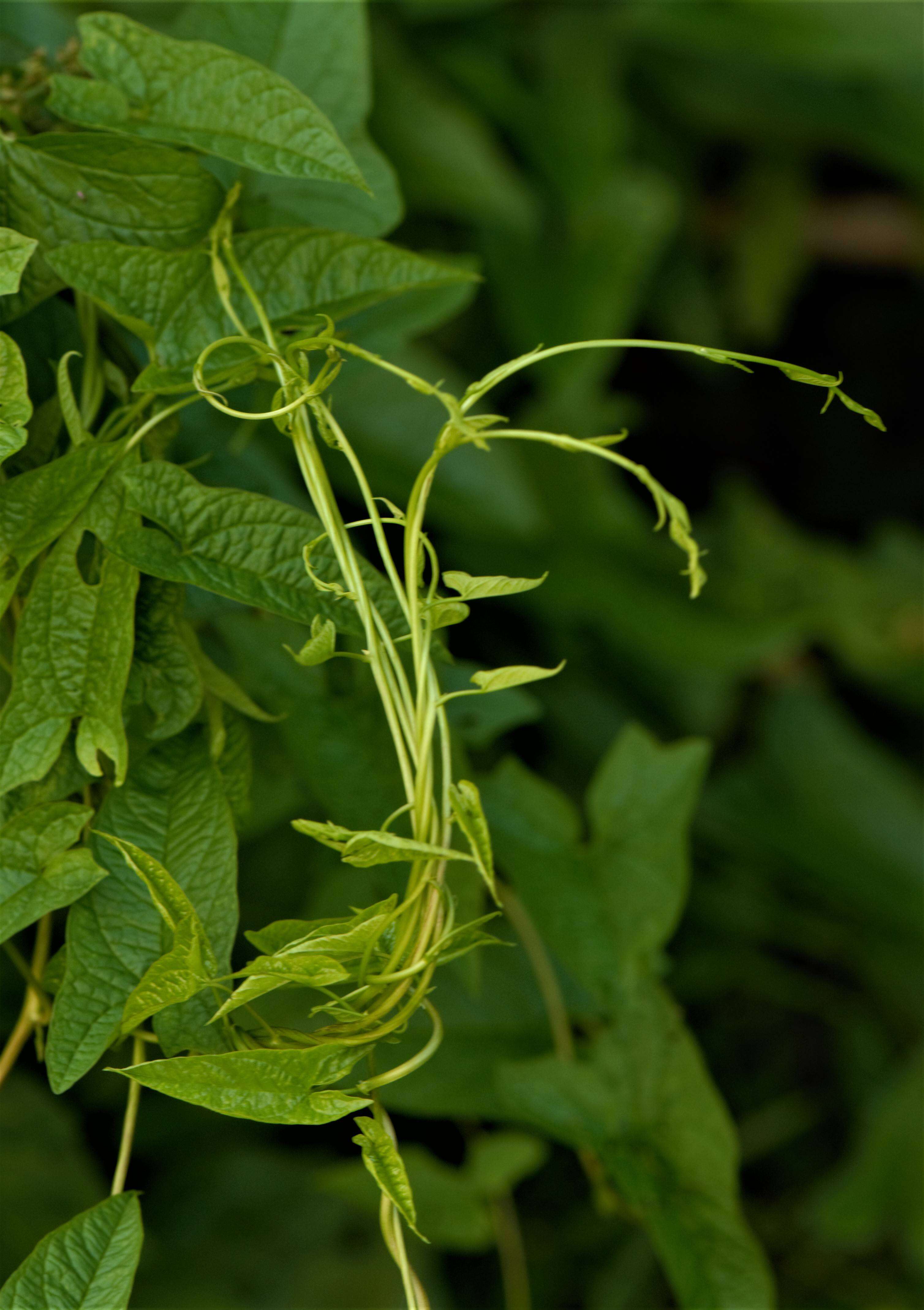 Image of Ipomoea L.