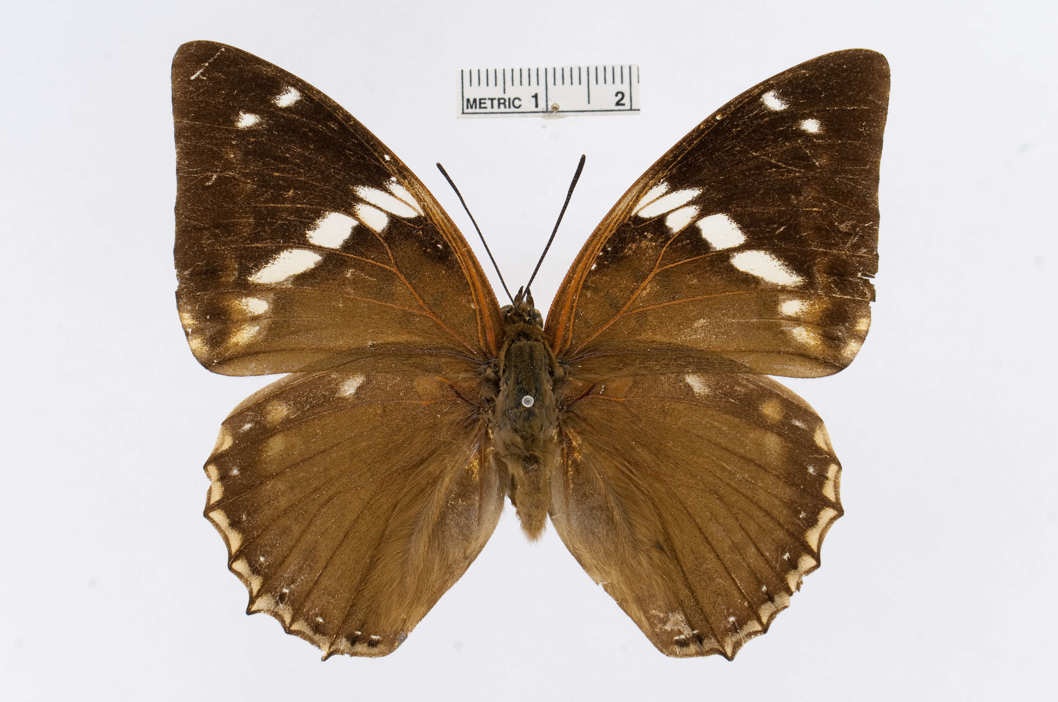 Imagem de Charaxes bipunctatus Rothschild 1894