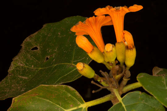 Image of Cordia dodecandra DC.