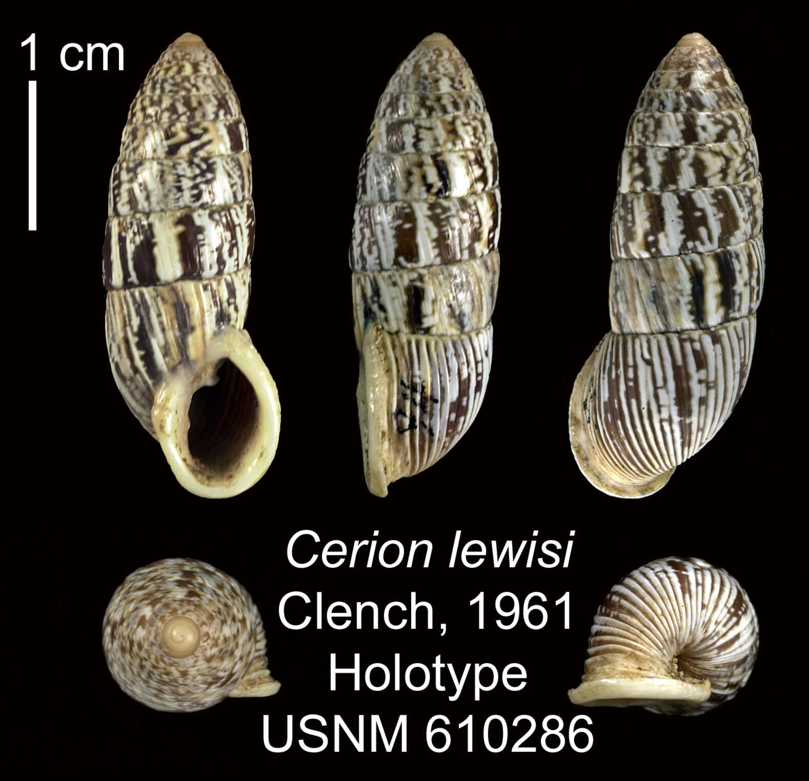 Image of Cerion lewisi Clench 1961