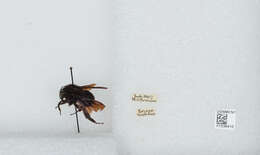 Image of Bombus morio (Swederus 1787)