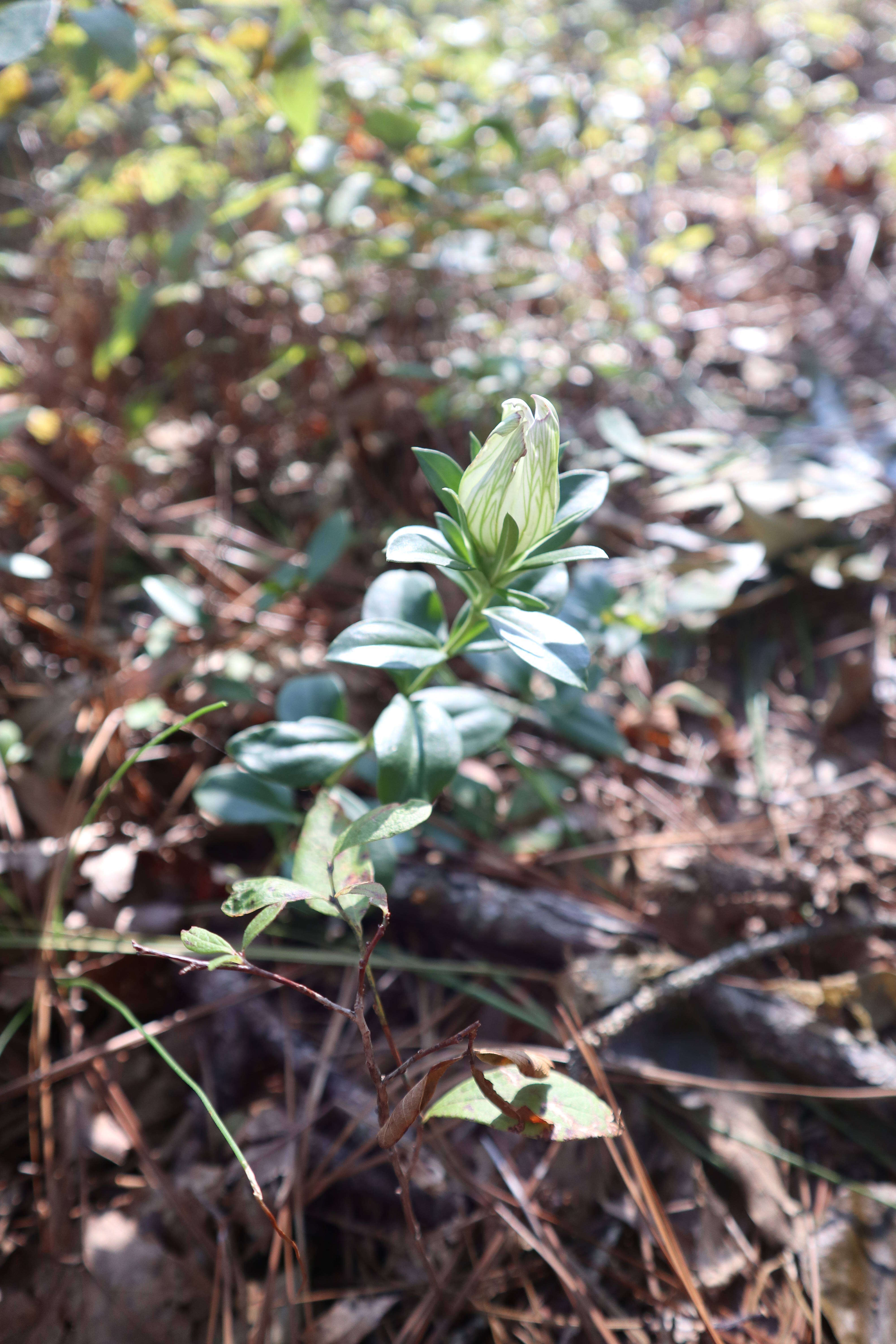 Image of striped gentian