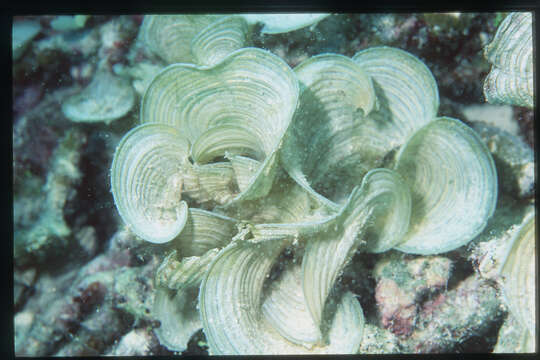 Image of Padina australis