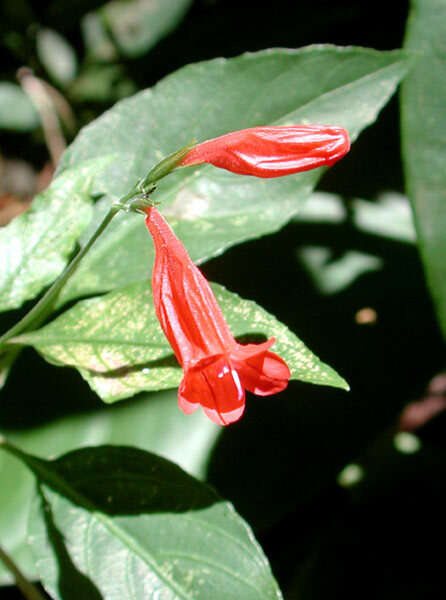 Image of tropical wild petunia