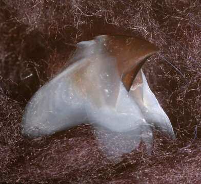 Image of Bonpland's squid