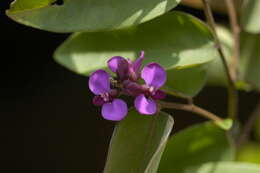 Image of Securidaca warmingiana Chod.