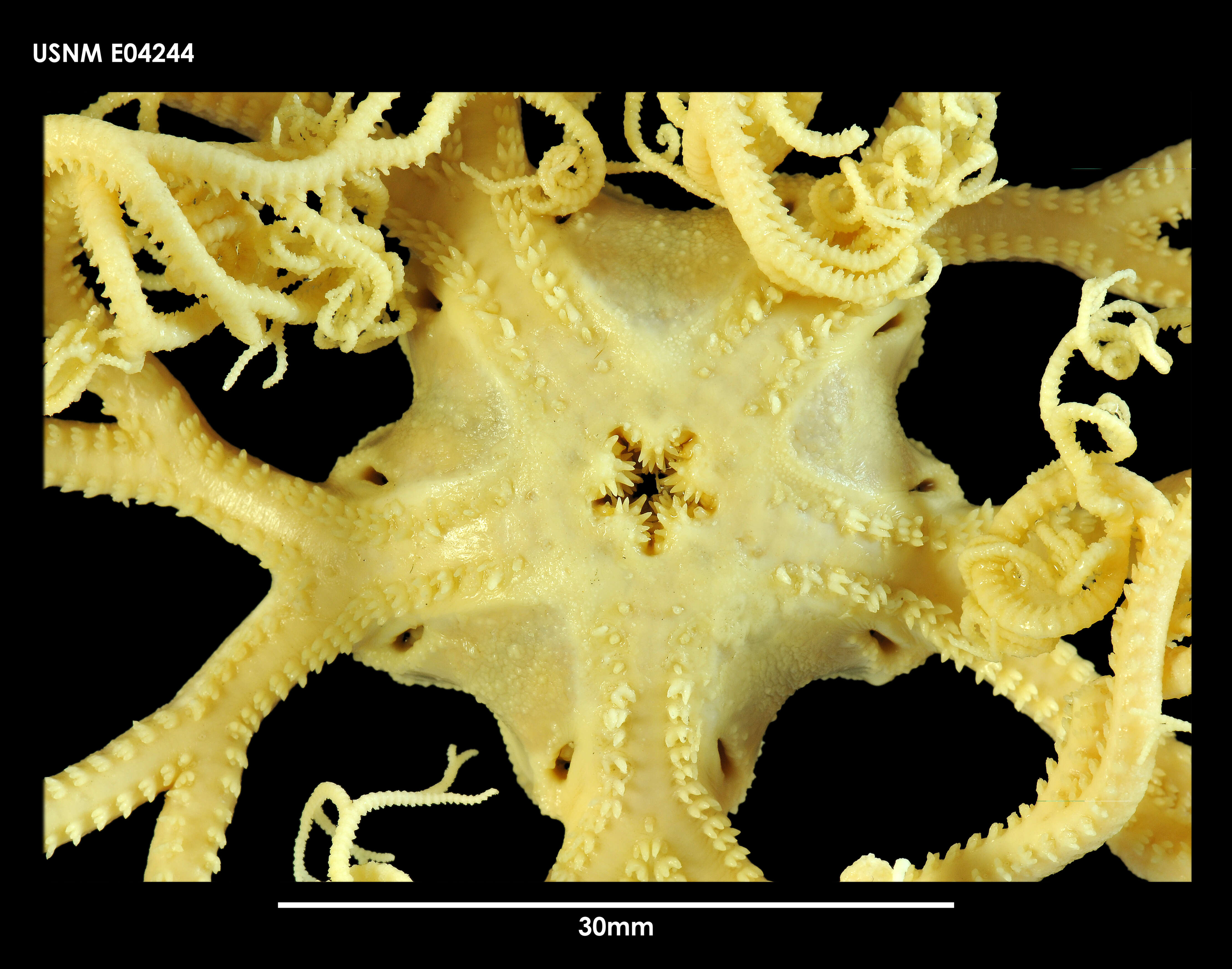 Gorgonocephalus chilensis (Philippi 1858) resmi