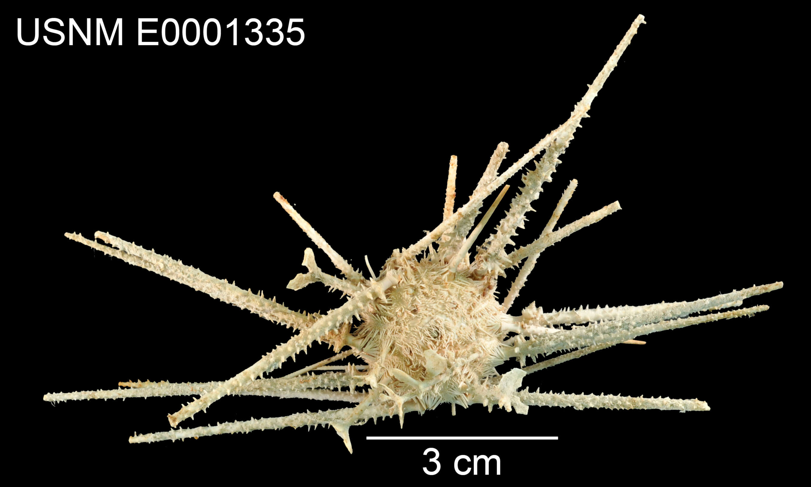 Image of Goniocidaris (Cyrtocidaris) tenuispina Mortensen 1927