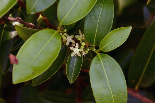 Image of Erythroxylum anguifugum C. Martius