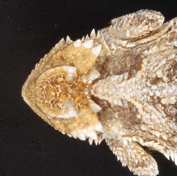 Image of Greater Short-horned Lizard