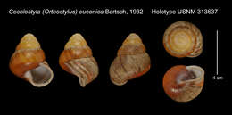 Image de Cochlostyla (Orthostylus) euconica Bartsch