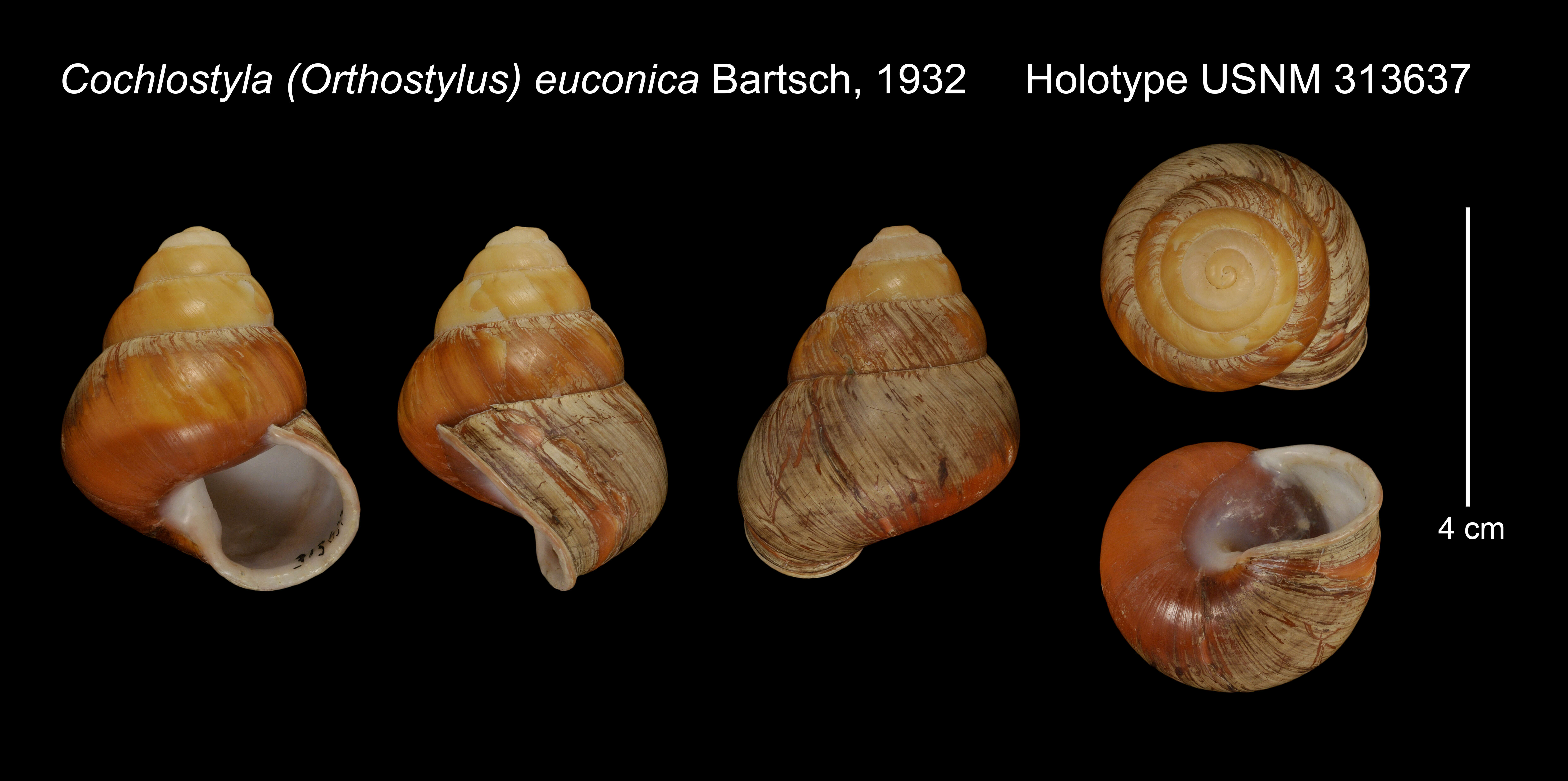 Image of Cochlostyla (Orthostylus) euconica Bartsch