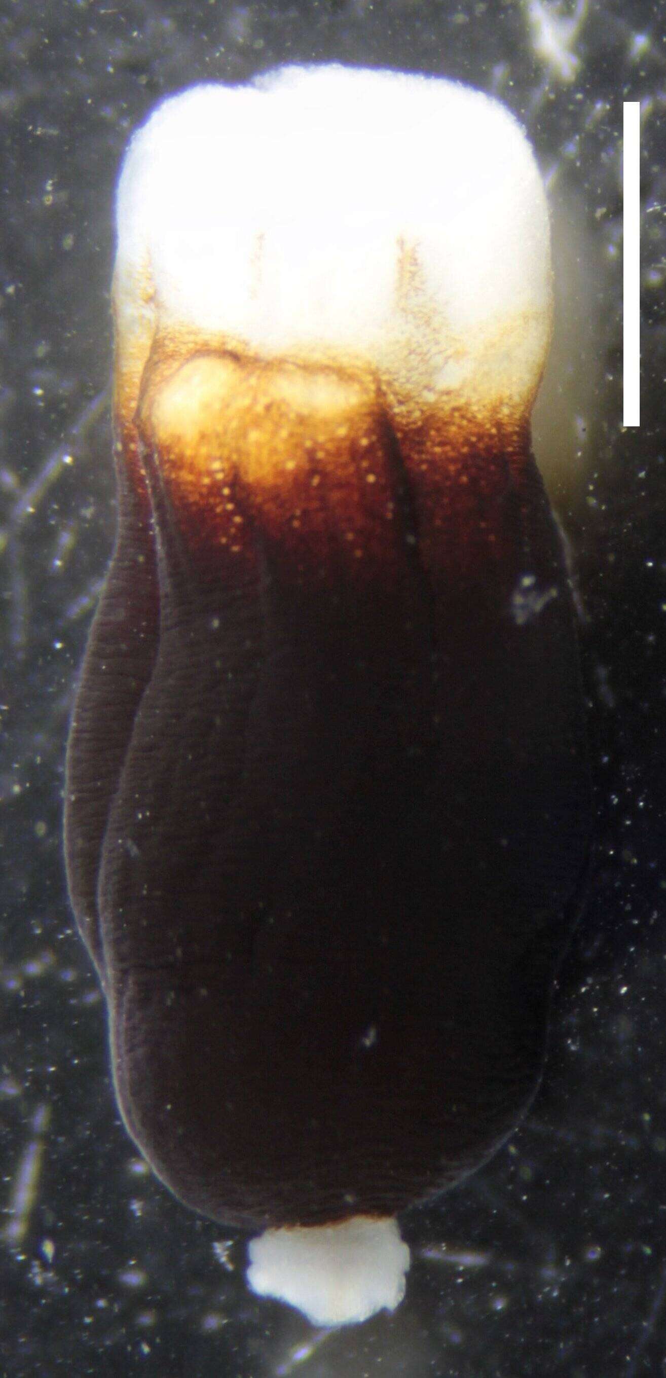 Image of Apolemia lanosa Siebert, Pugh, Haddock & Dunn 2013