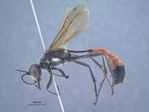 Image de Ammophila formosensis Tsuneki 1971